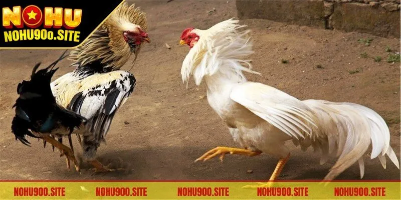 Hiểu rõ gà chiến thi đấu trước khi dự đoán chọi gà Malaysia